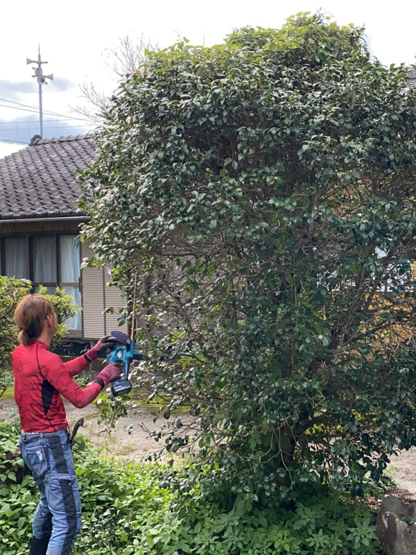 剪定作業前