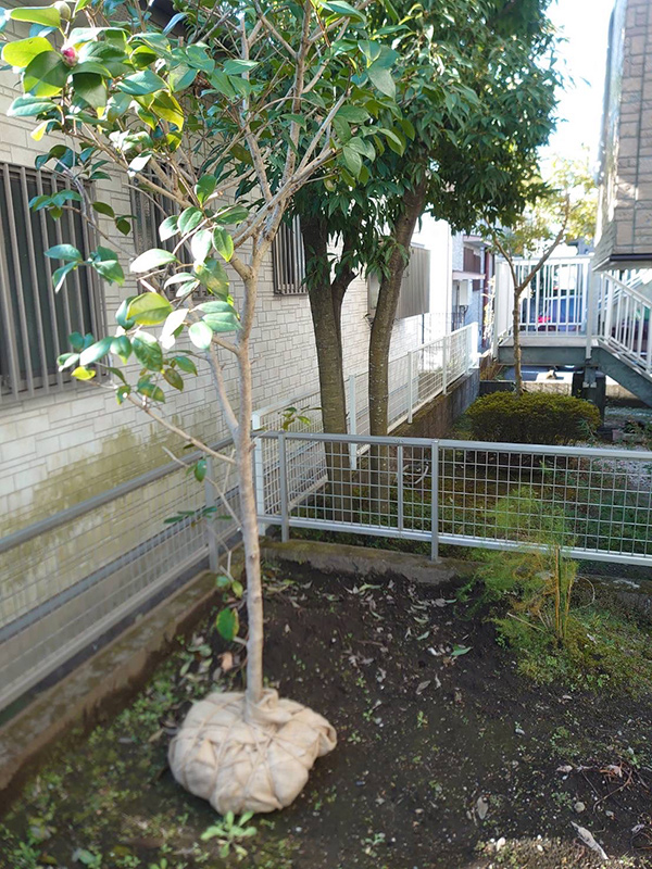 宇宿町移植工事 施工前