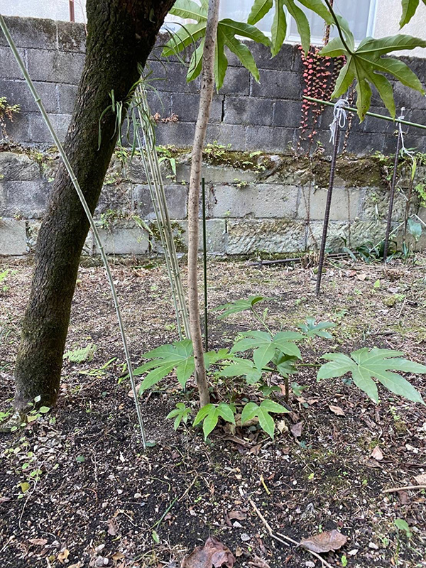 宇宿町移植工事 施工前