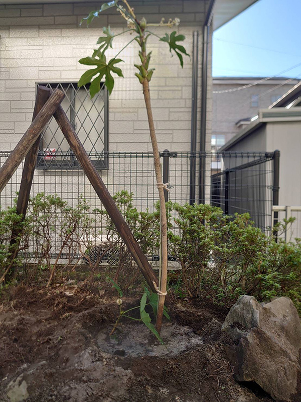宇宿町移植工事 施工後